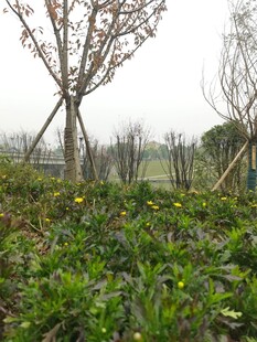 田野绿植与树木景观