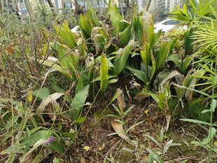 田间生长的玉米植株