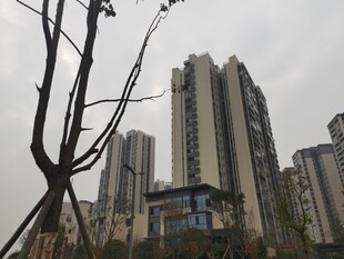 城市高楼与枯树枝景象