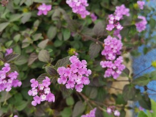 紫色小花绽放绿叶间