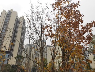 秋日城市中的树木景观