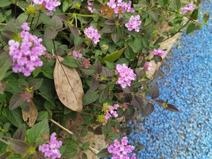 路边绽放的紫色小花