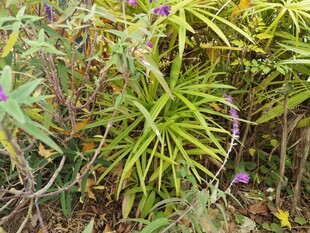 绿叶紫花的植物景观