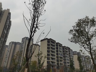 城市中稀疏树木与高楼