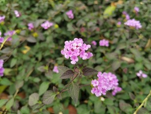 紫色小花绽放于绿叶间