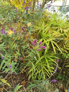 多彩繁茂的花草植物景观