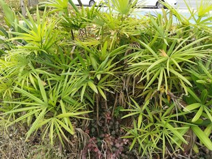 翠绿丛生植物景观