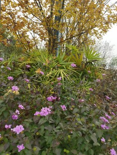 繁花绿树间的自然景致