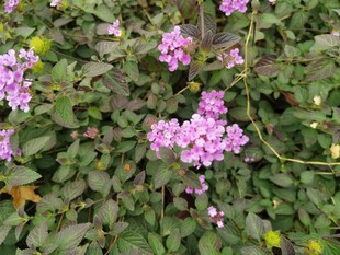 绽放的粉色小花