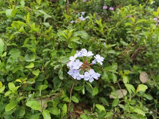 绿叶丛中的淡蓝色花朵