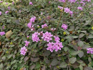 紫色小花簇拥的繁茂景象