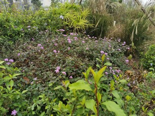 野外繁茂花草景观