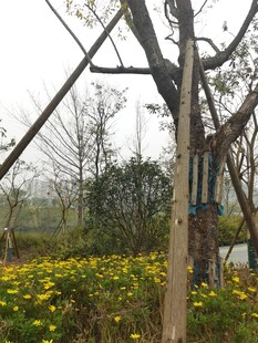 春日树林中的烂漫黄花