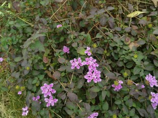 紫色小花绽放于绿叶间