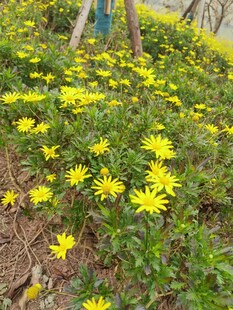 春日烂漫小黄菊绽放