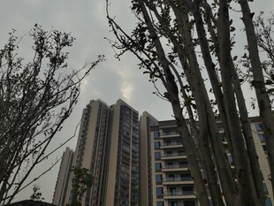 高楼旁的光秃树木景观