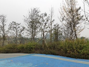 户外蓝色场地与树木景观