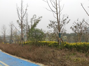 蓝道旁的树木与黄色花丛