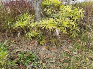 翠绿植物环绕的树木景观