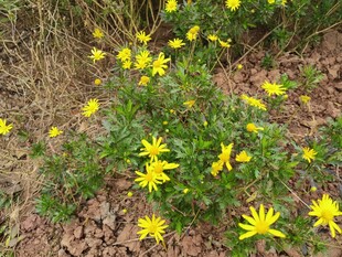 野外绽放的黄色小花