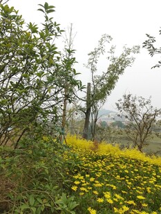 雾中黄花绿树美景