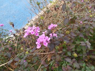 崖边绽放的粉色小花