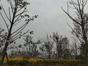 阴天中的树木与黄色植被