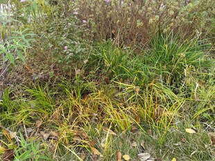 秋日野外繁茂的杂草景观