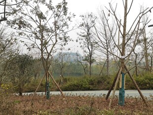 冬日郊野树木景观