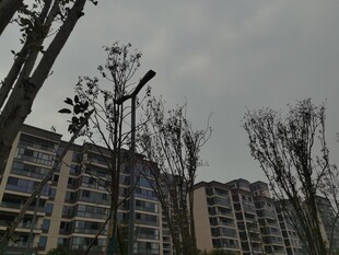 高楼旁的光秃树木