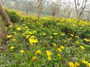 春日黄花烂漫的草地