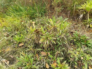 野外丛生的多样绿色植物