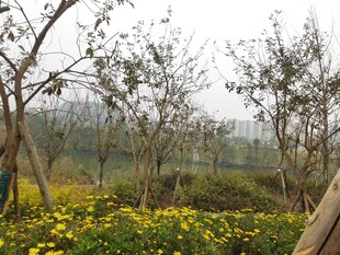 春日郊野花卉树木景致