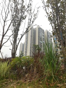 高楼旁的绿植景观