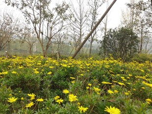春日黄花烂漫的田野风光