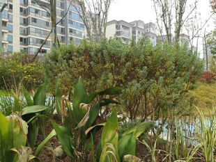 城市中的绿植景观