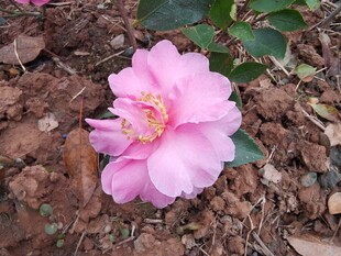 娇艳粉色山茶花绽放