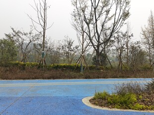 户外蓝色场地与绿植景观