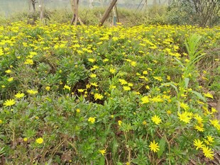 金黄野菊绽放的美丽田野