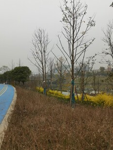 郊外路旁的萧瑟与明艳景致