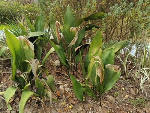 绿叶丛生的茂密植物