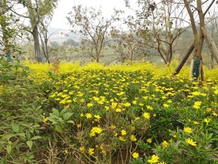 春日黄花烂漫的田野风光