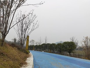 蓝色步道旁的萧瑟树木