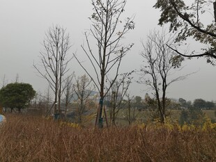 秋冬旷野枯树风景图