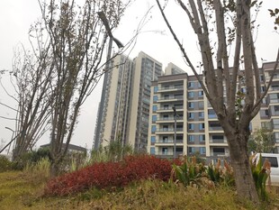 小区周边绿化景观