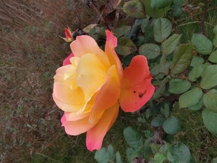 娇艳双色月季花