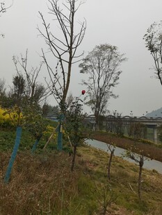 乡村冬日田野景致