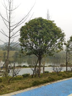 湖边蓝道旁的绿树与枯树