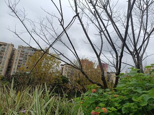 城市中萧瑟的植物景观