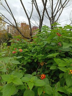 绿叶丛中绽放的鲜艳花朵